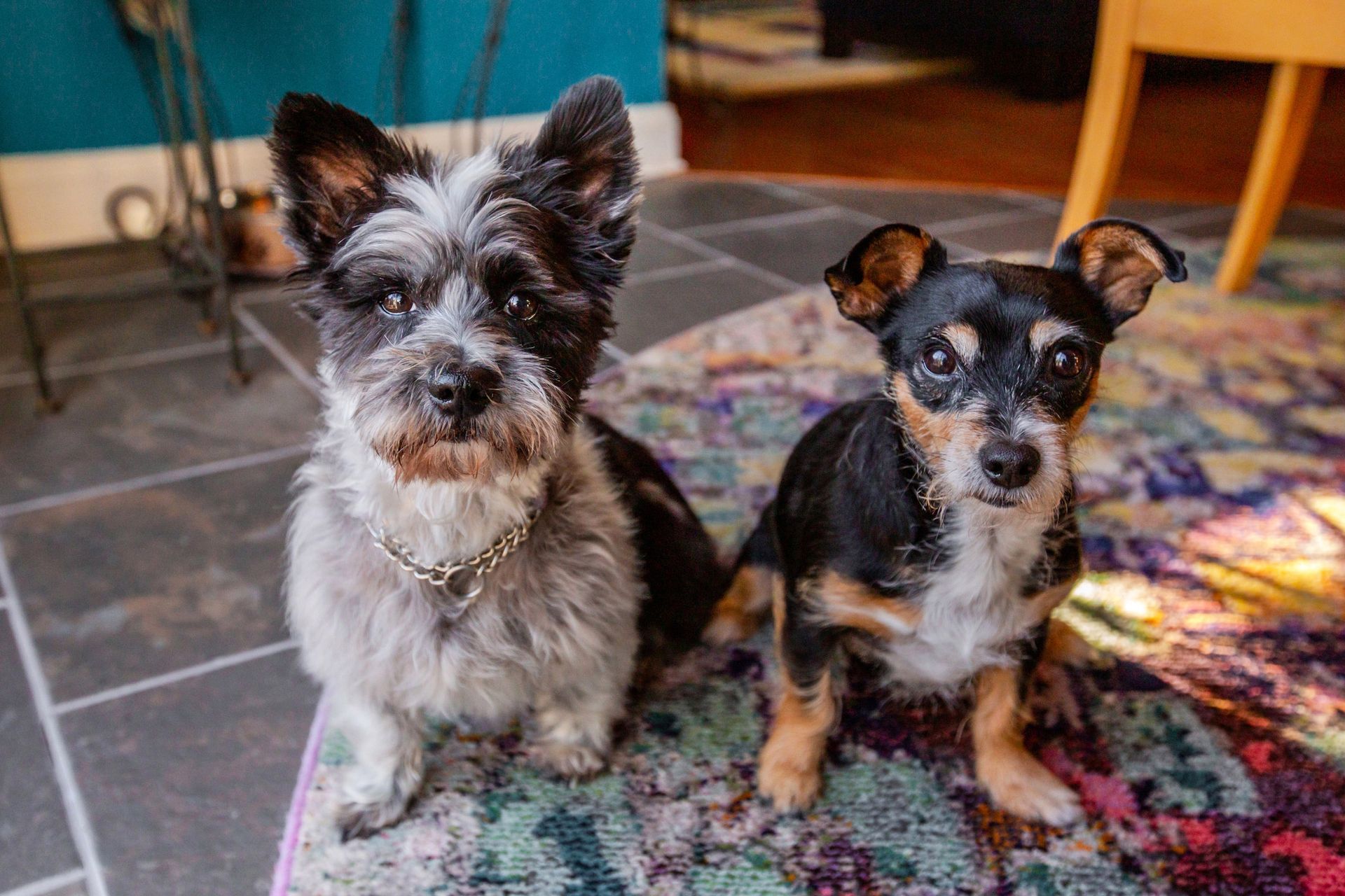 Two small dogs are sitting next to each other on a rug on the floor.