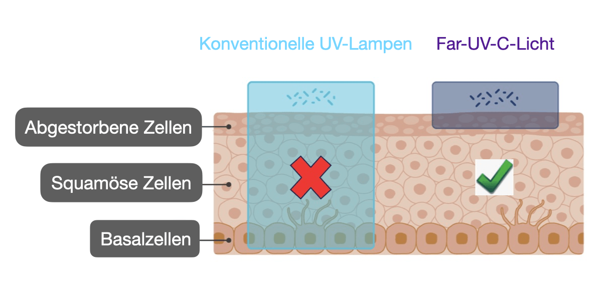 Far-UV-C ist im Gegensatz zu gängigen UV-Lampen unschädlich für die menschliche Haut.