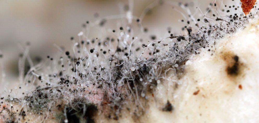 A close-up of fuzzy, white mold growth with tiny, black spore-producing structures on a textured surface.