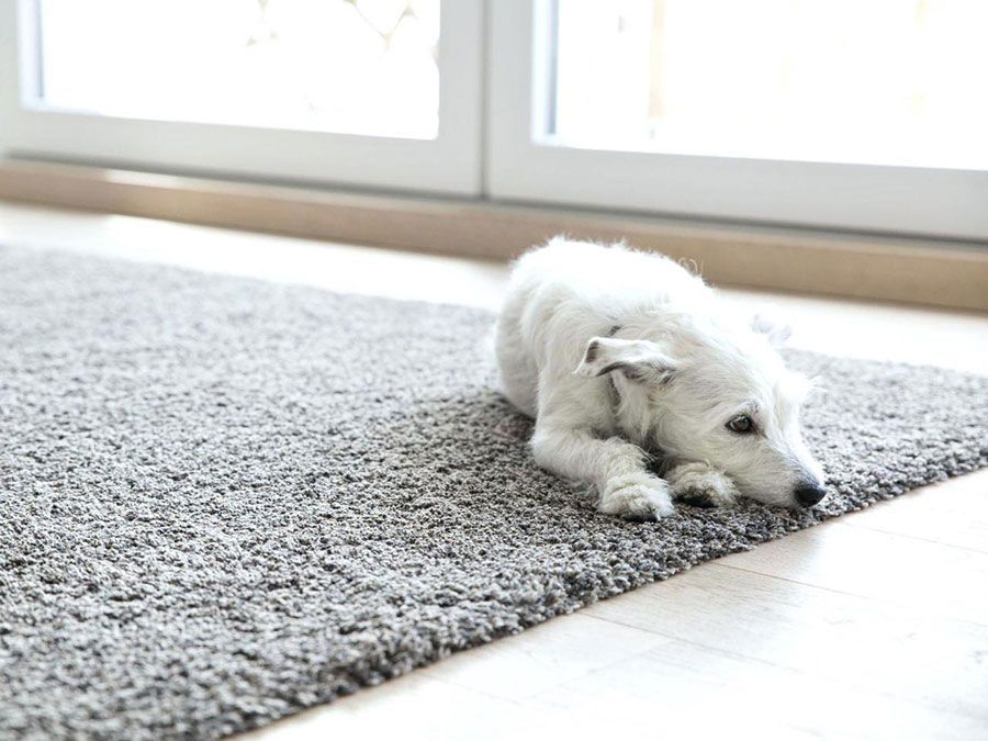 A small, white, scruffy dog lying down on a grey textured rug near a window.