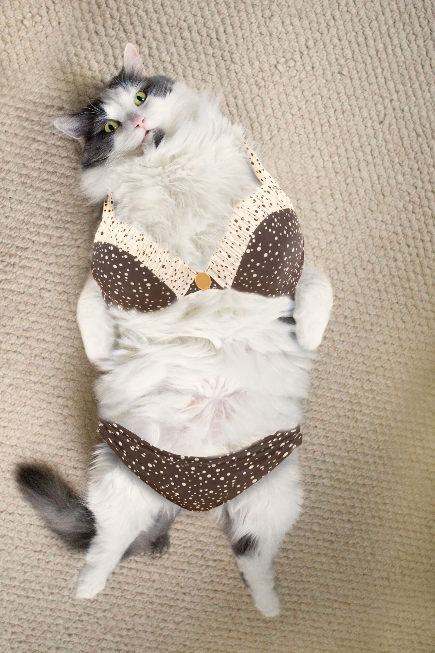 A fluffy cat lying on its back on a carpet, edited to appear as if wearing a brown polka-dot bikini.