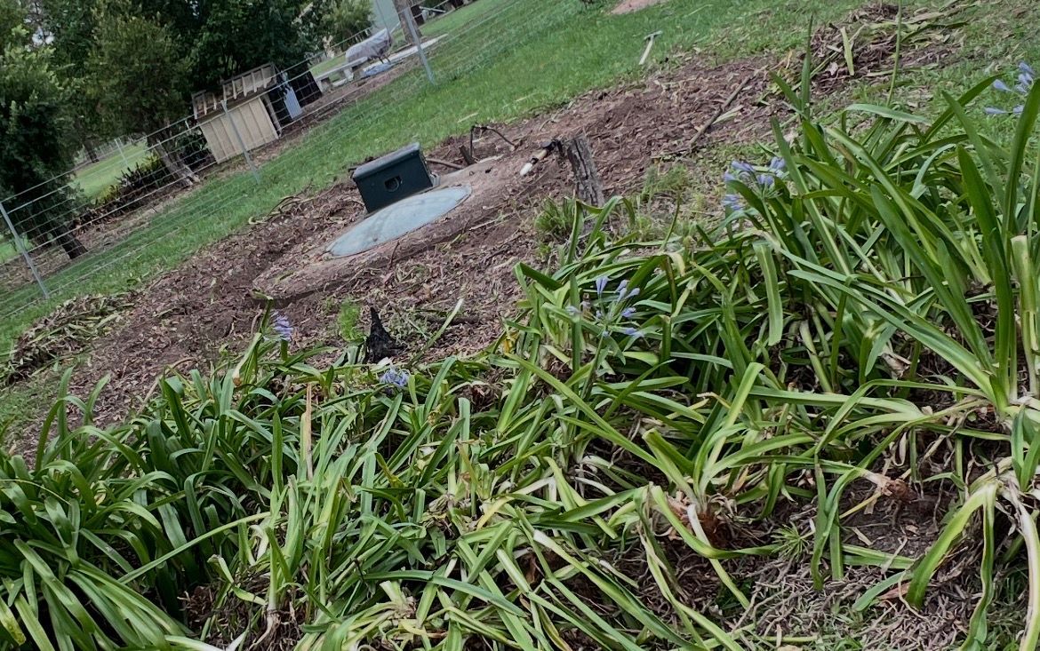 Tilted view of a landscaped area with green plants, mulch, and a small black sprinkler head in the ground
