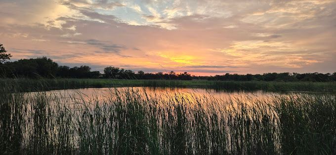 A sunset over a swamp with tall grass and trees in the foreground.