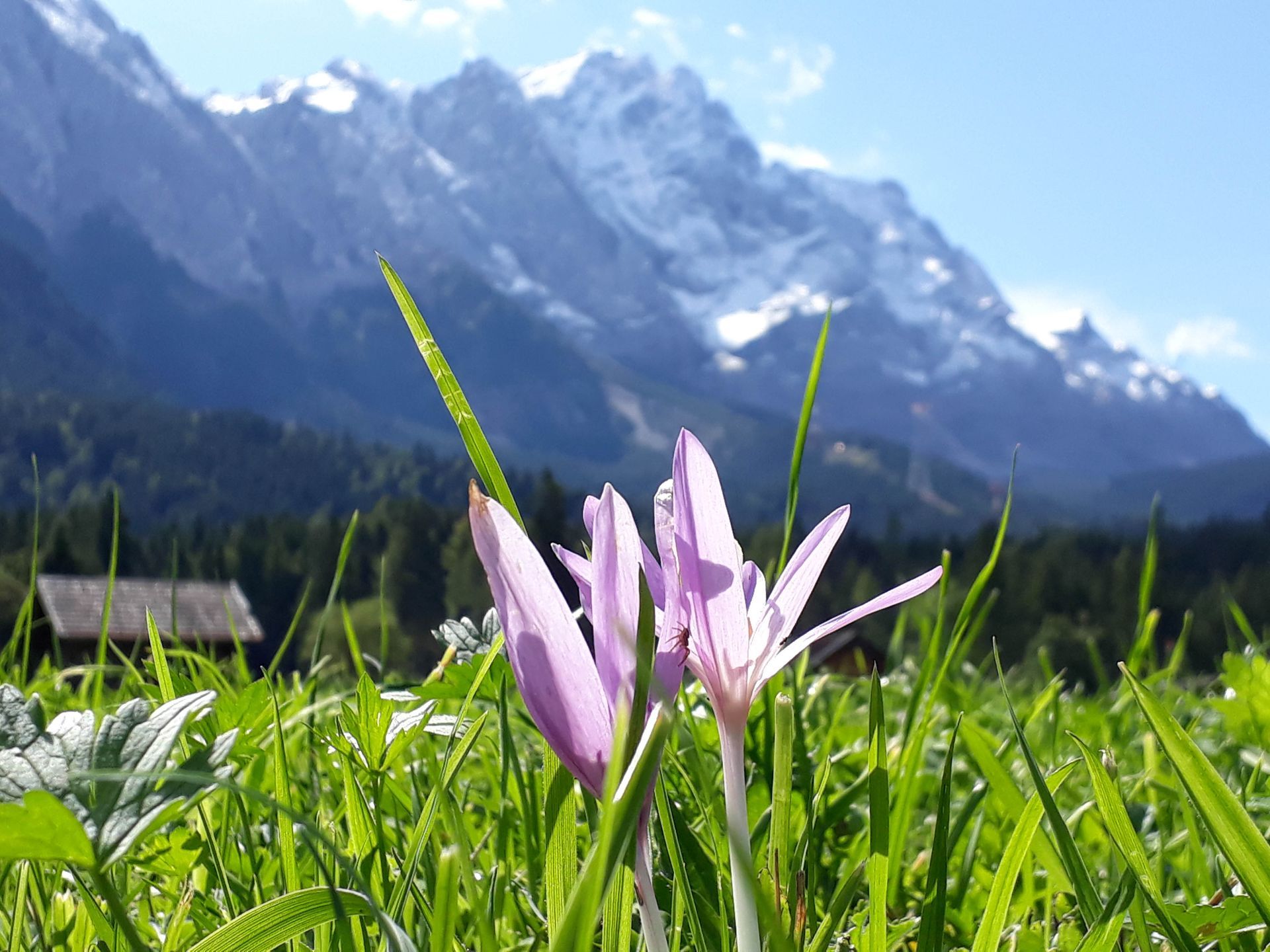 Pink wildflowers in green grass with snowy mountains in the background