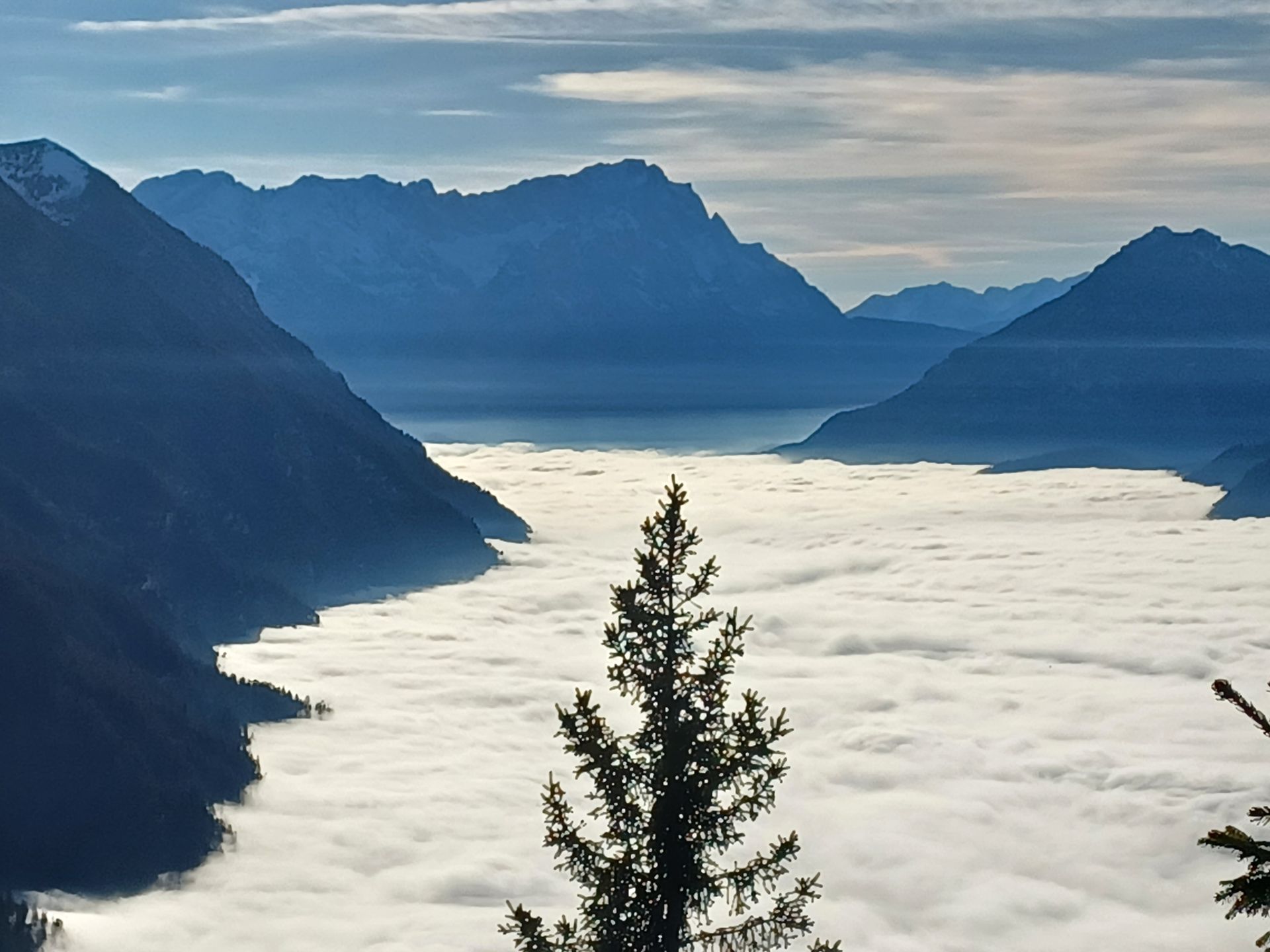 Mountain vista above a sea of clouds. Silhouetted peaks, bright sky. Fir tree in foreground.