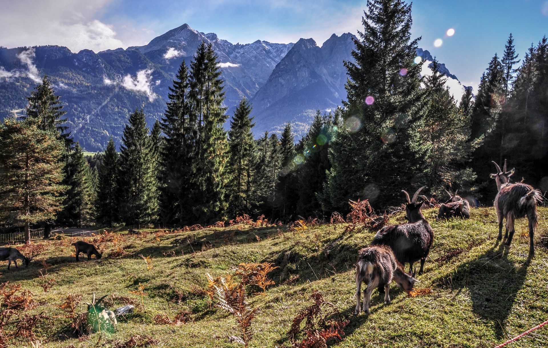 Mountain meadow with two deer grazing among wildflowers, evergreen trees, and snowy peaks under a clear sky