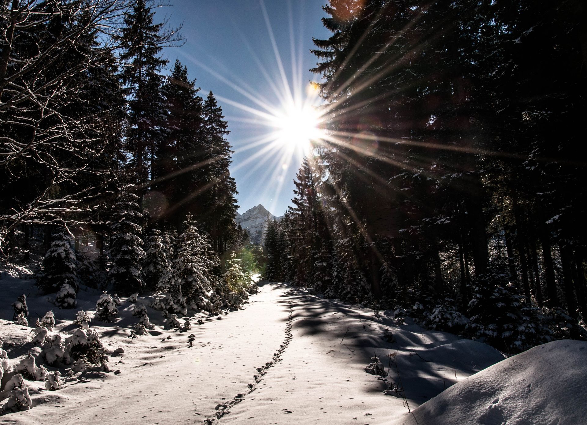 Sunlight shining through snowy alpine forest in the mountains