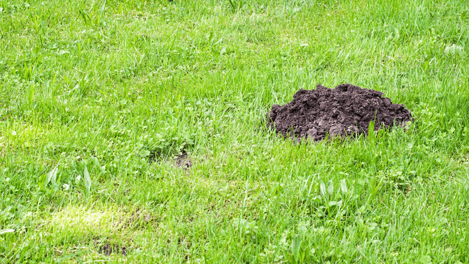 Mole Patrol