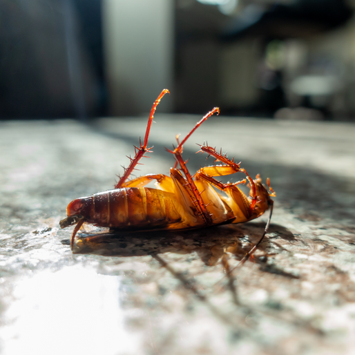 Dead cockroach lying on its back on a marble surface, legs in the air.