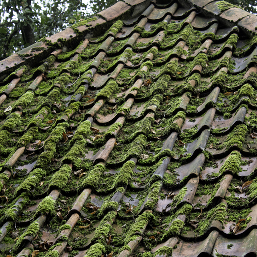 Moss-covered ceramic roof tiles in varying shades of brown and green.