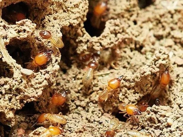 Termites crawling in and out of a dirt nest with light brown and orange bodies.