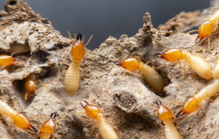 Termites with brown heads and bodies crawling on a brown nest.