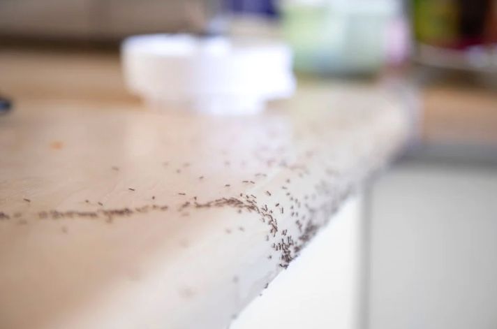 Ants crawling on a kitchen countertop.