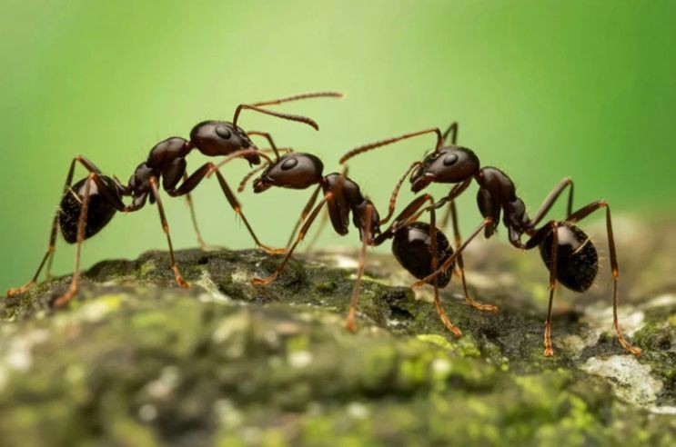 Several dark ants interacting on a mossy branch against a blurred green background.