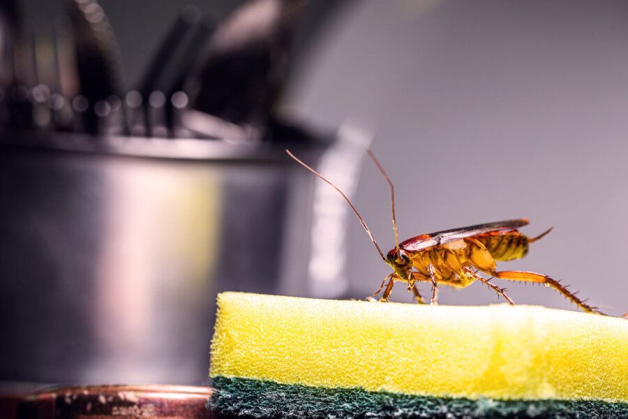 Cockroach on a kitchen sponge, near a metal container with utensils.