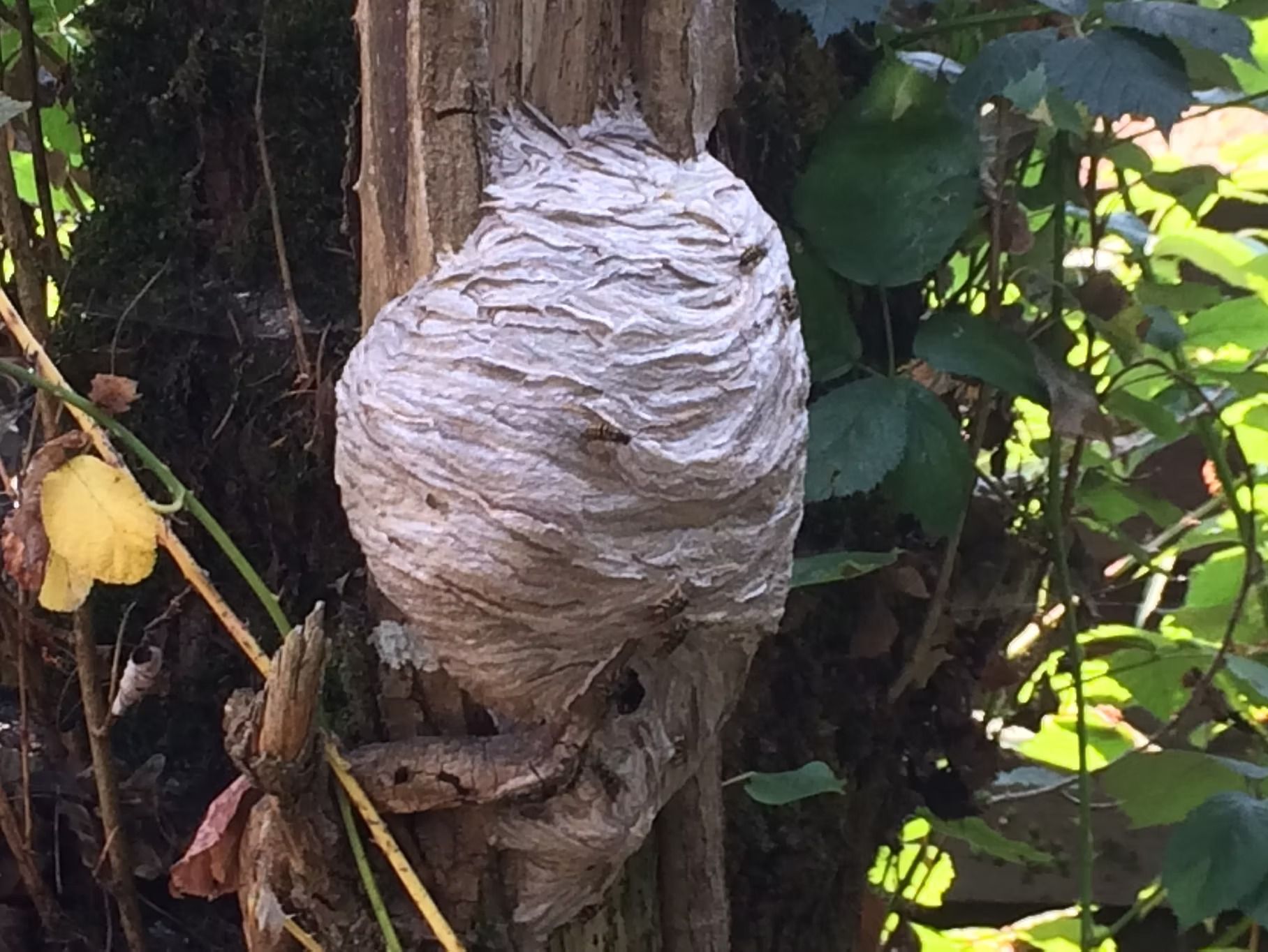 Large wasp nest attached to a tree trunk, gray and bulbous, surrounded by green foliage.
