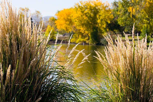 Arvada Fall Day