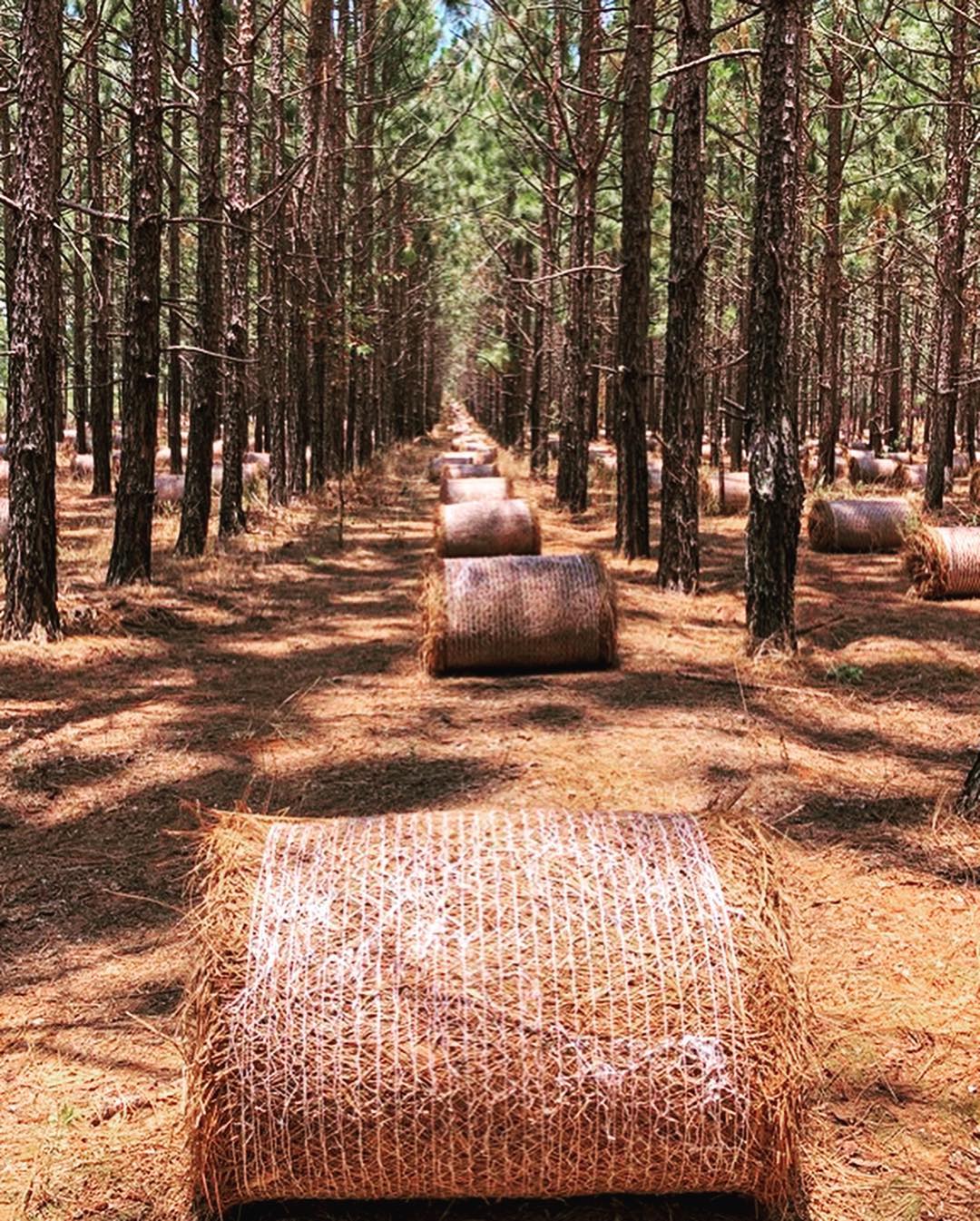 A row of hay bales in a pine forest.