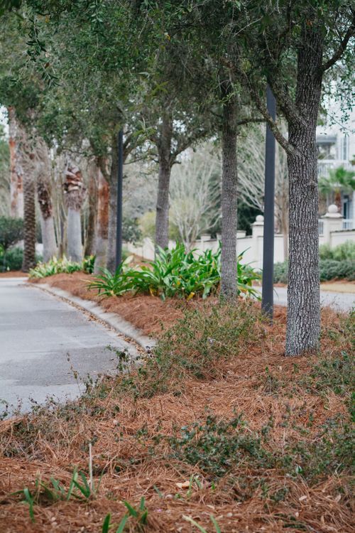 A row of trees along a sidewalk with pine needles on the ground.