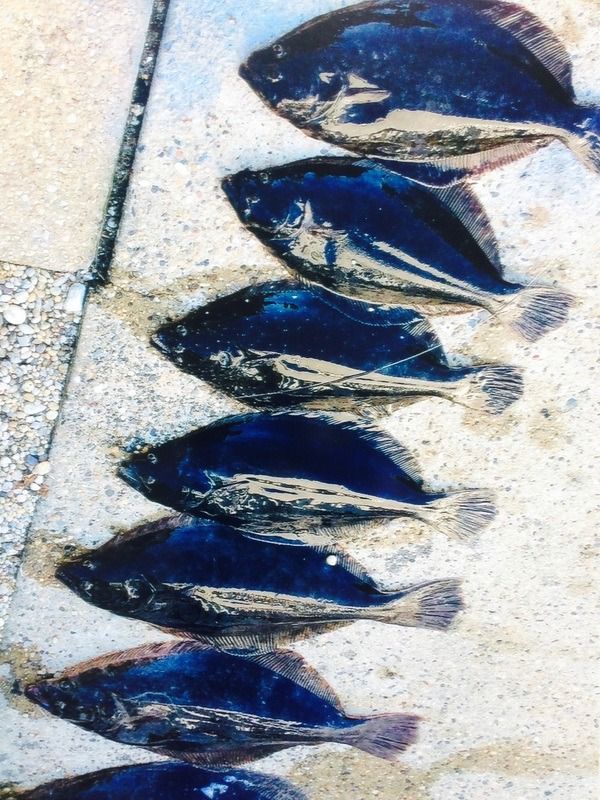 Seven blue-and-black fish-shaped shells arranged diagonally on a sandy surface