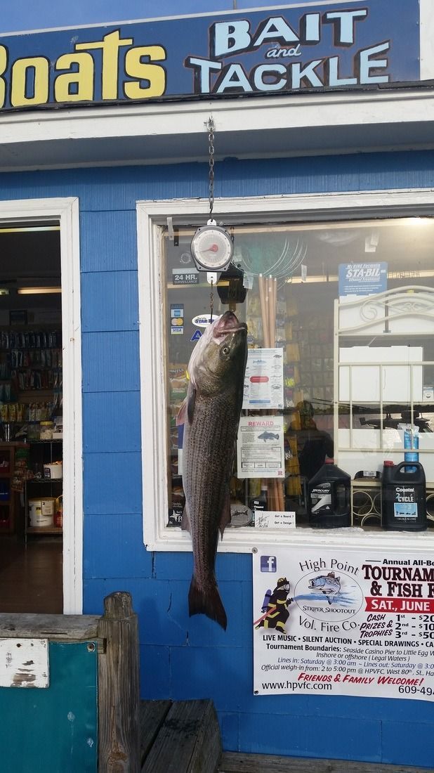 Fish hanging outside blue bait and tackle shop window
