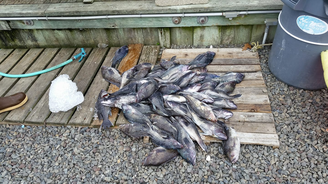 Pile of fish on wooden pallets beside a gravel path, with a gray bucket and white brush nearby.