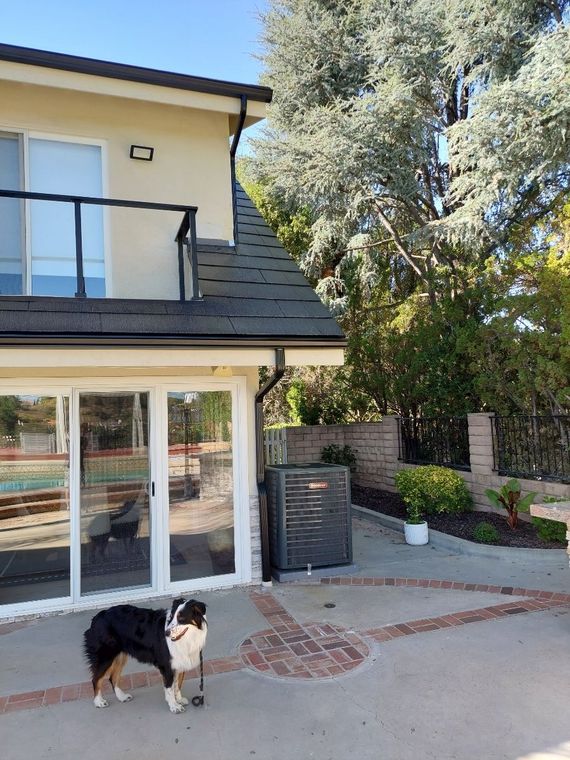 Black-and-white dog standing on a patio beside a house with sliding glass doors and a tree.