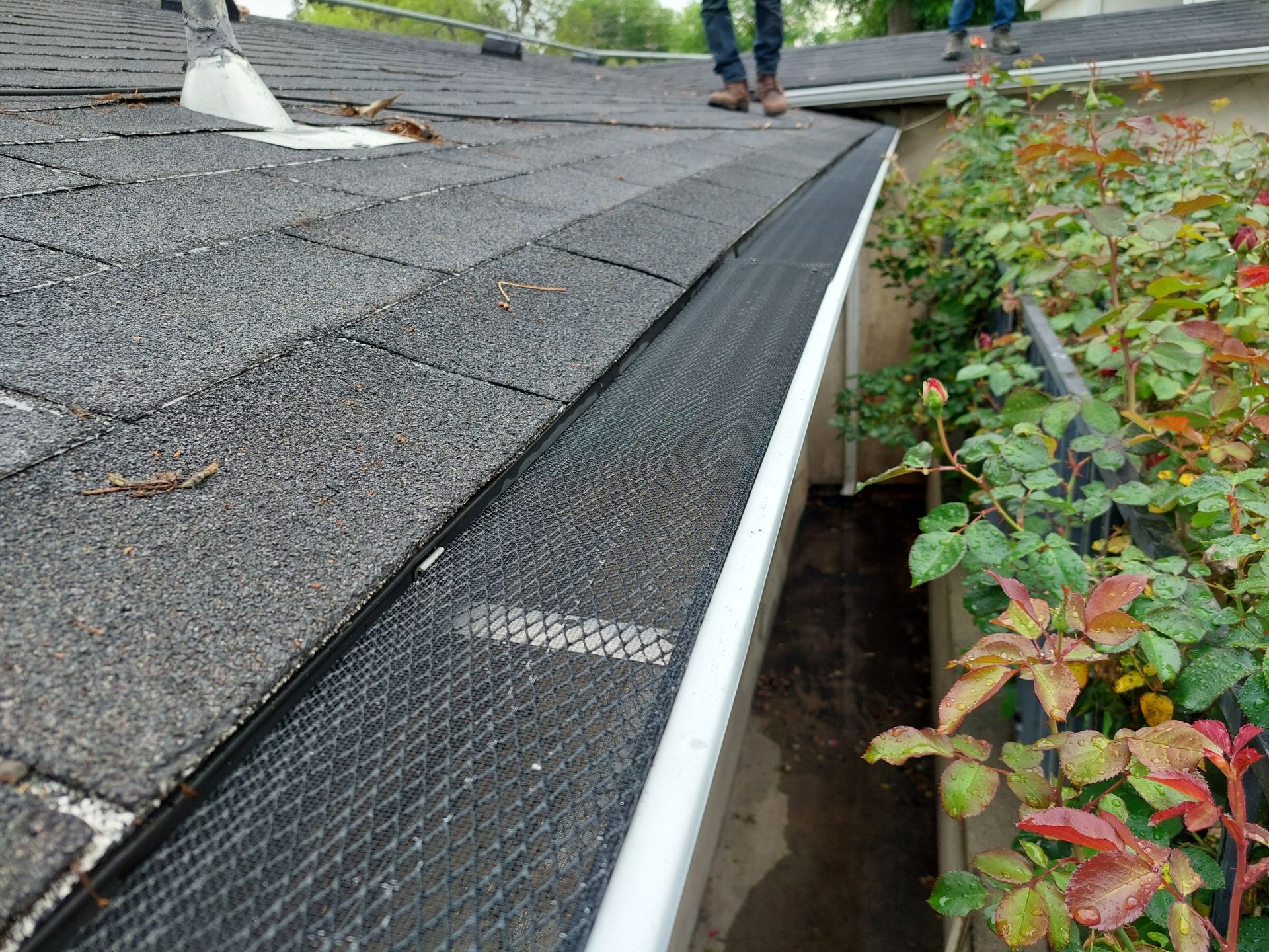 Roof gutter with black mesh guard beside a shingled roof and shrubs along the edge
