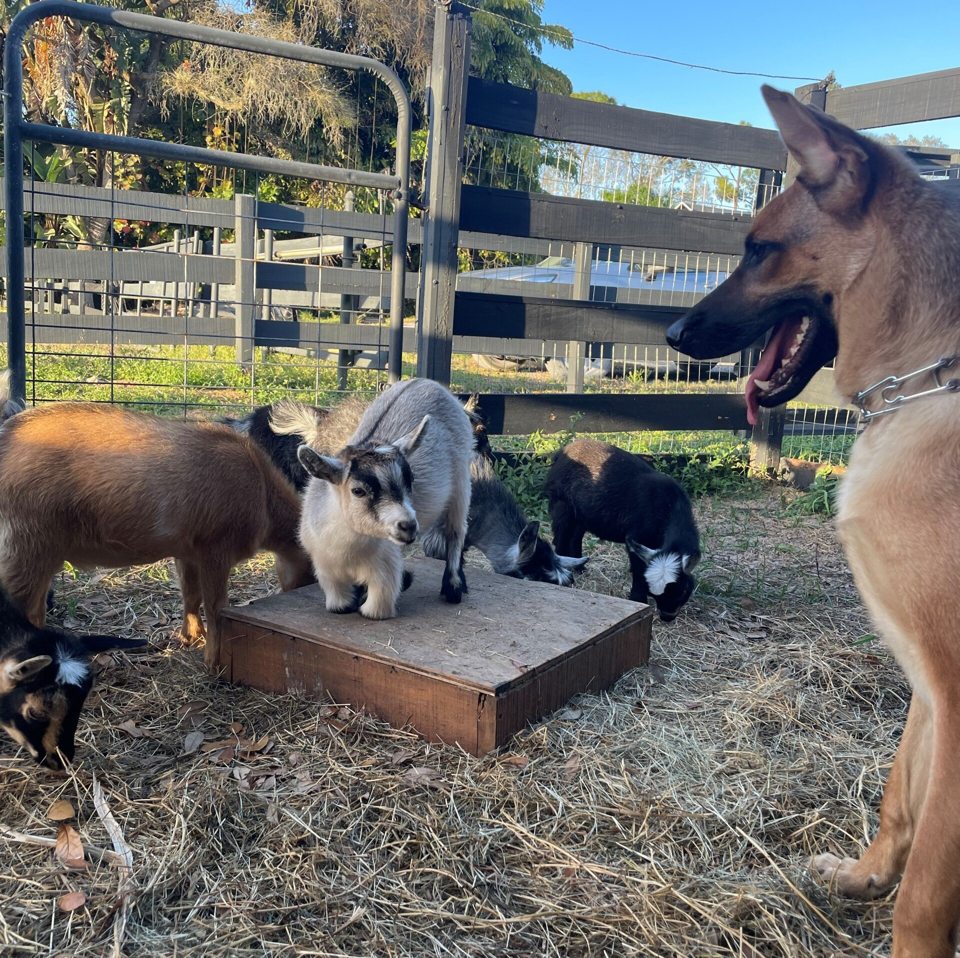 Small Goats Shape - Loxahatchee, Florida - 24 Karat Ranch Small Goats Shape - Loxahatchee, Florida - 24 Karat Ranch
