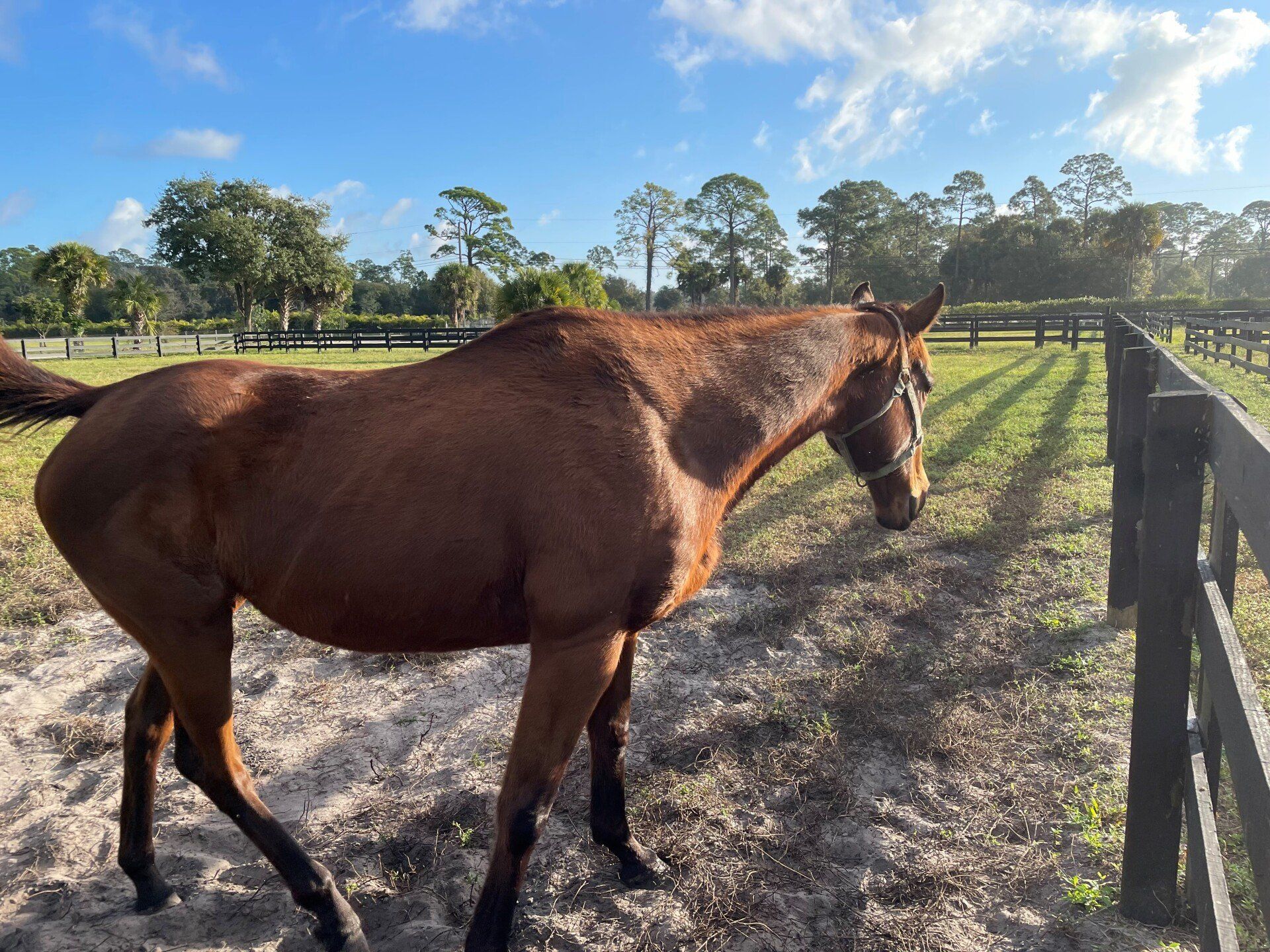 Thorougbreed Horse Breeding