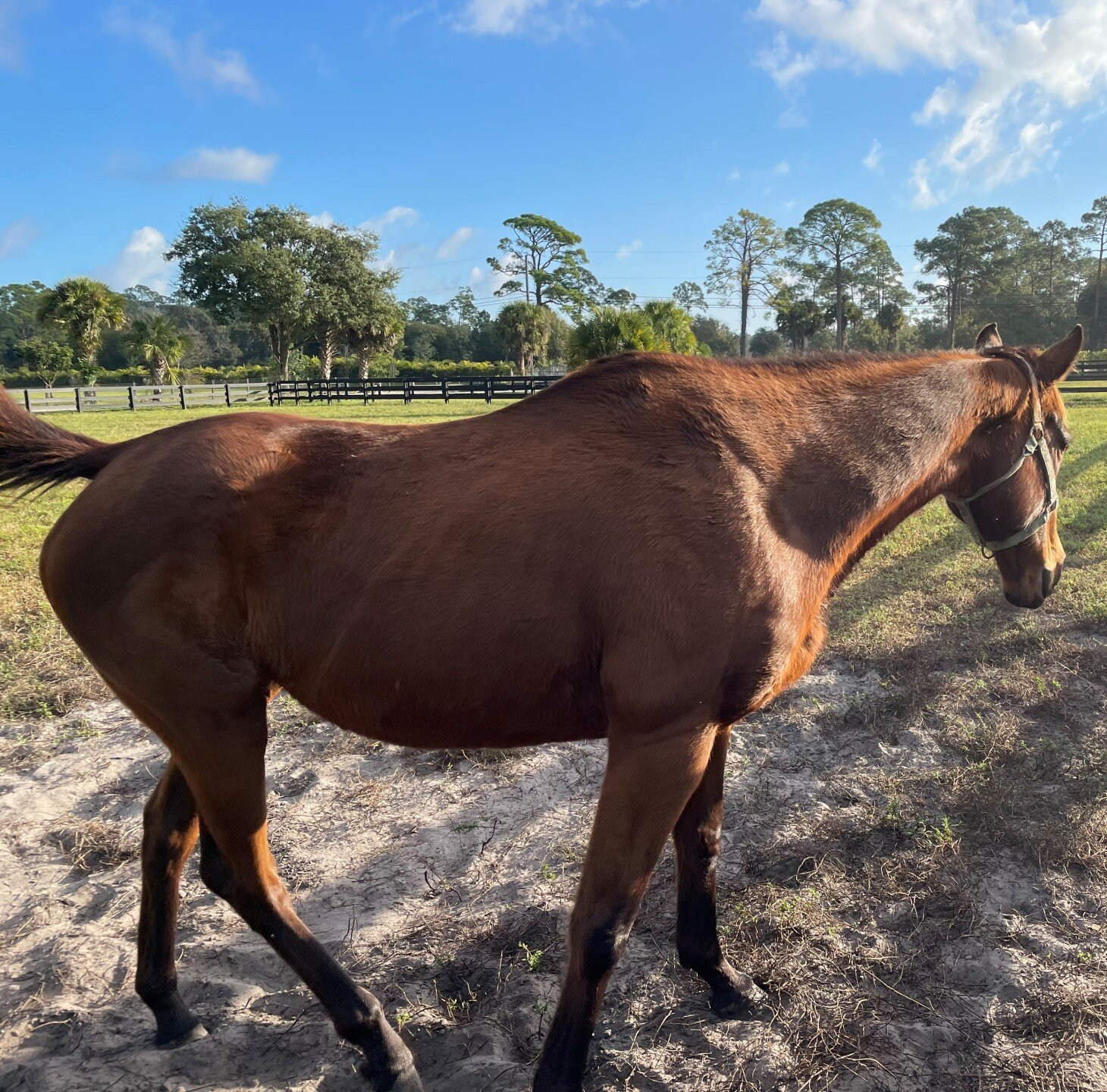 Horse Breeding, Boarding & Training - Loxahatchee, Florida - 24 Karat Ranch Horse Breeding, Boarding & Training - Loxahatchee, Florida - 24 Karat Ranch