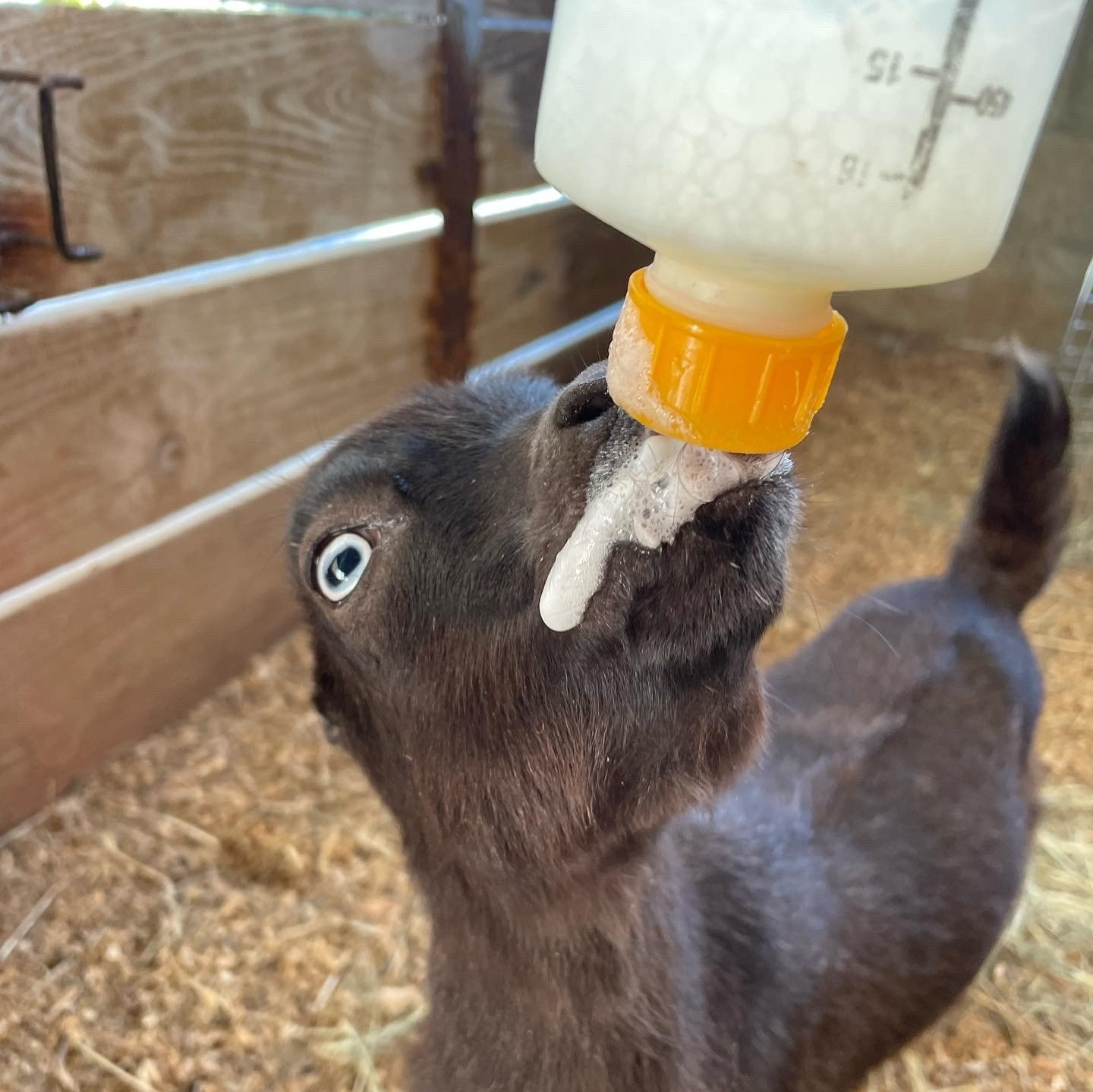 Baby Goats, Miniature Breed, Goat Yoga - Loxahatchee, Florida - 24 Karat Ranch Baby Goats, Miniature Breed, Goat Yoga - Loxahatchee, Florida - 24 Karat Ranch