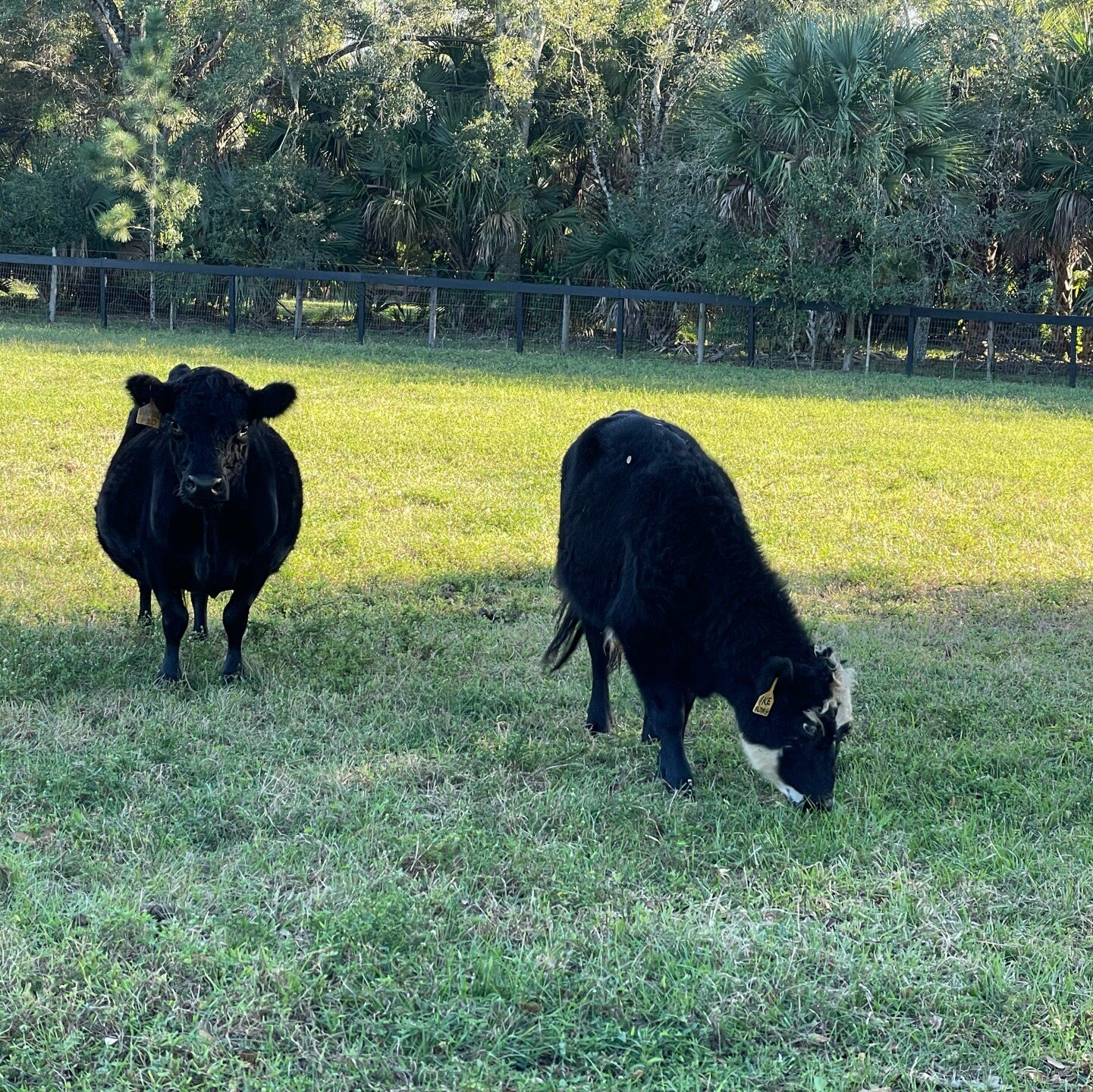Cow Shape - Loxahatchee, Florida - 24 Karat Ranch Cow Shape - Loxahatchee, Florida - 24 Karat Ranch