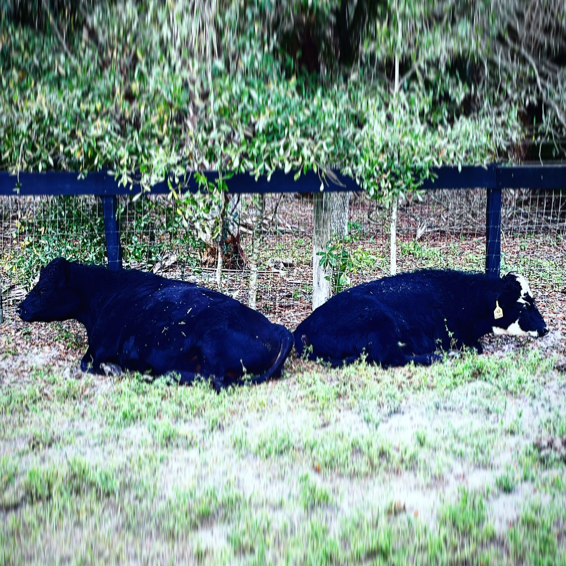 Cows, Cattles, Farm Tours - Loxahatchee, Florida - 24 Karat Ranch Cows, Cattles, Farm Tours - Loxahatchee, Florida - 24 Karat Ranch