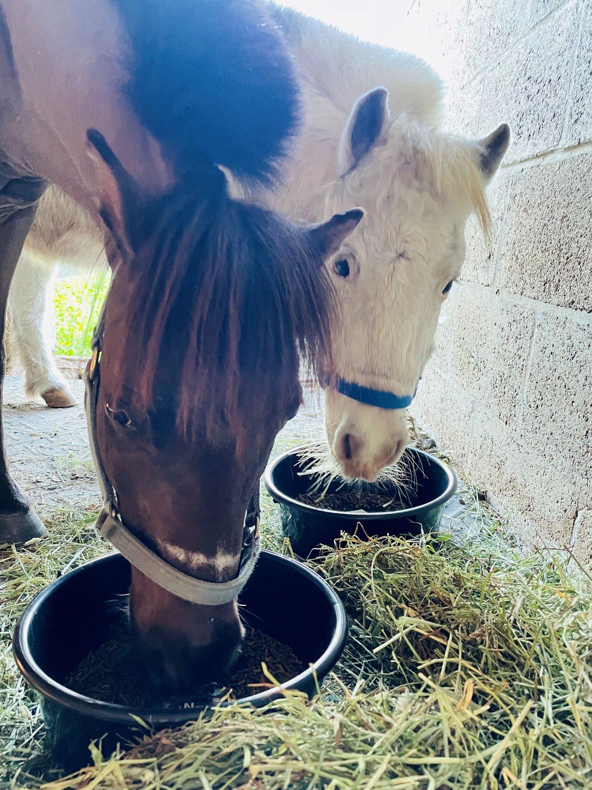 Miniature Horses