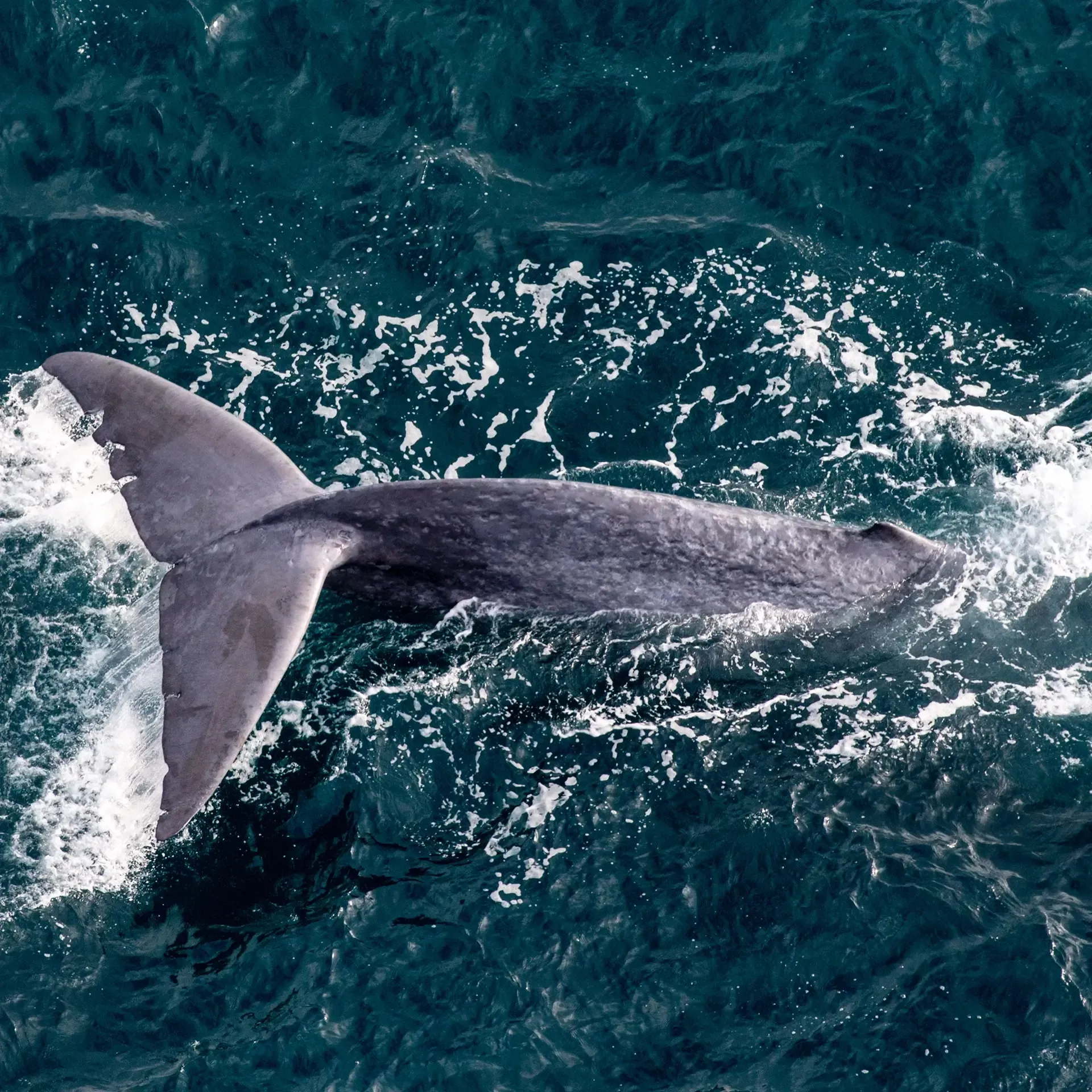 Experiences at Avon Valley Lodge in Marlborough New Zealand. Best things to do and see in New Zealand.