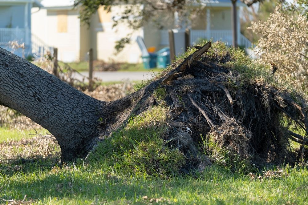 storm damage 2