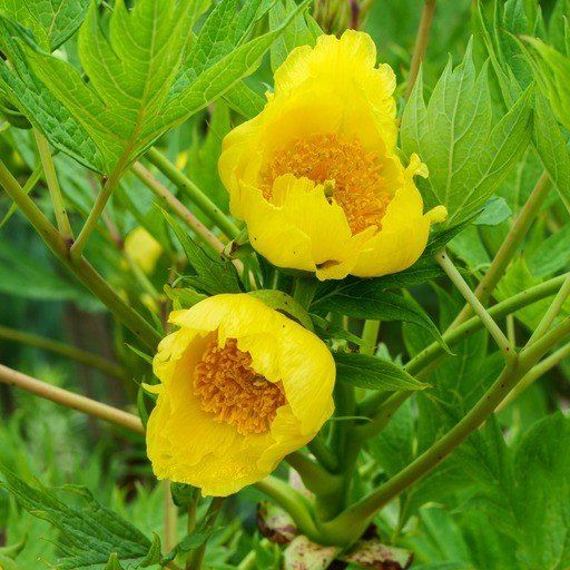 Two yellow flowers are growing on a green plant.