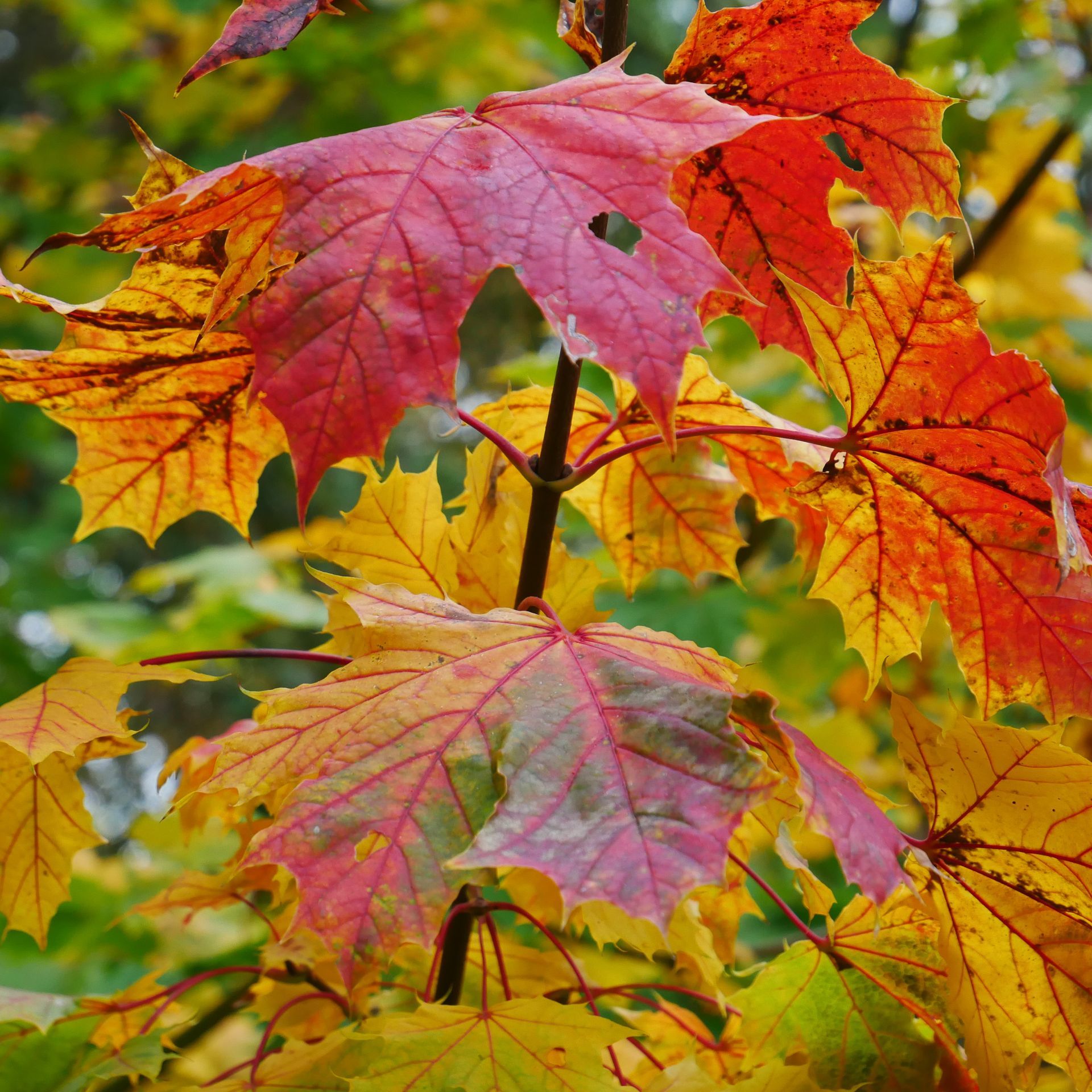A tree with red and yellow leaves on it