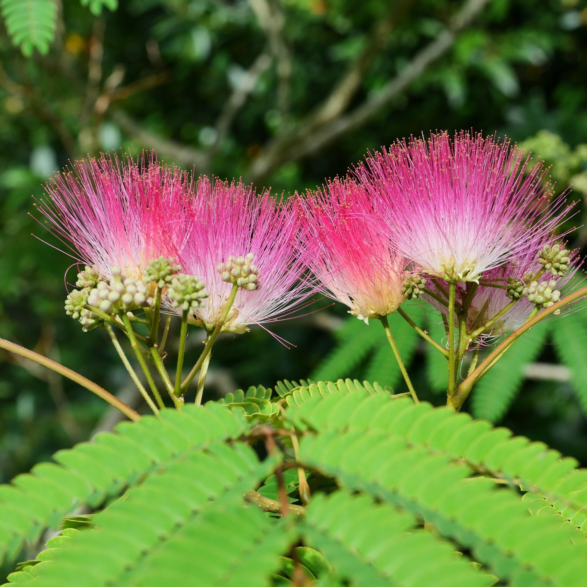 A close up of a plant with pink flowers and green leaves