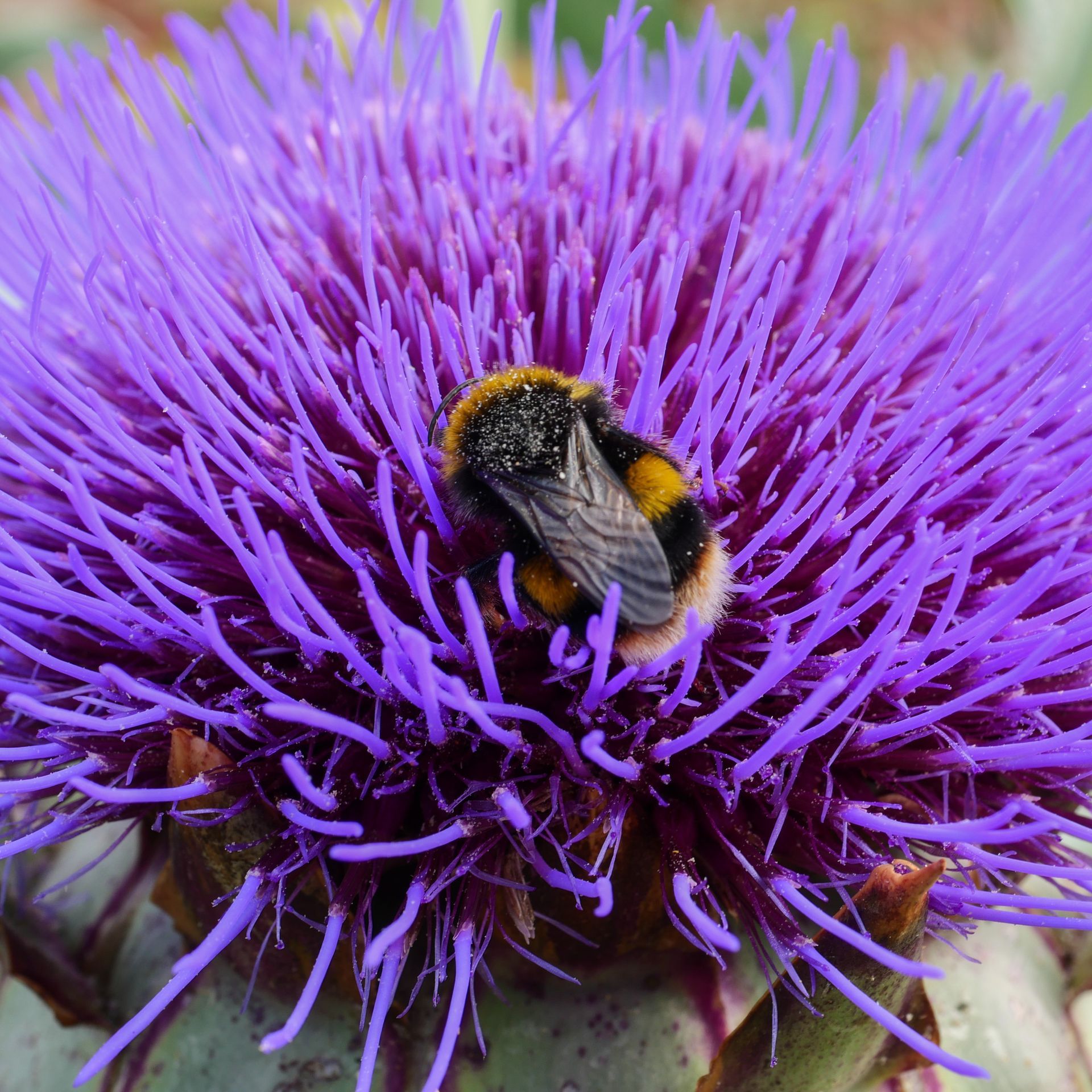 A close up of a purple flower with a bee on it
