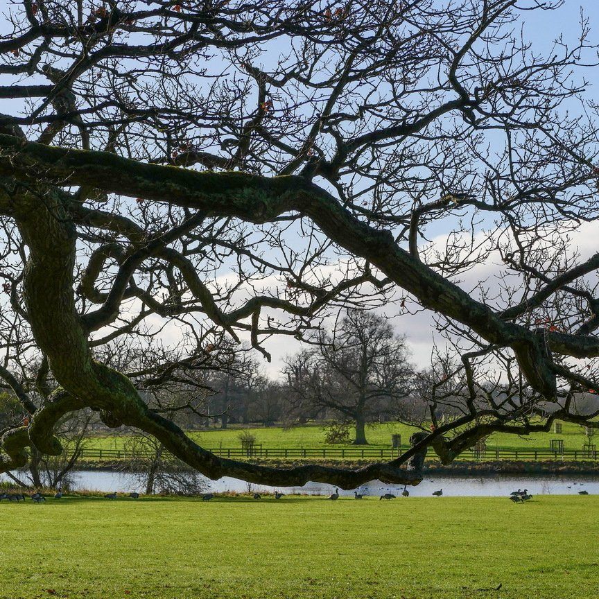 A tree with a lot of branches hanging over a grassy field