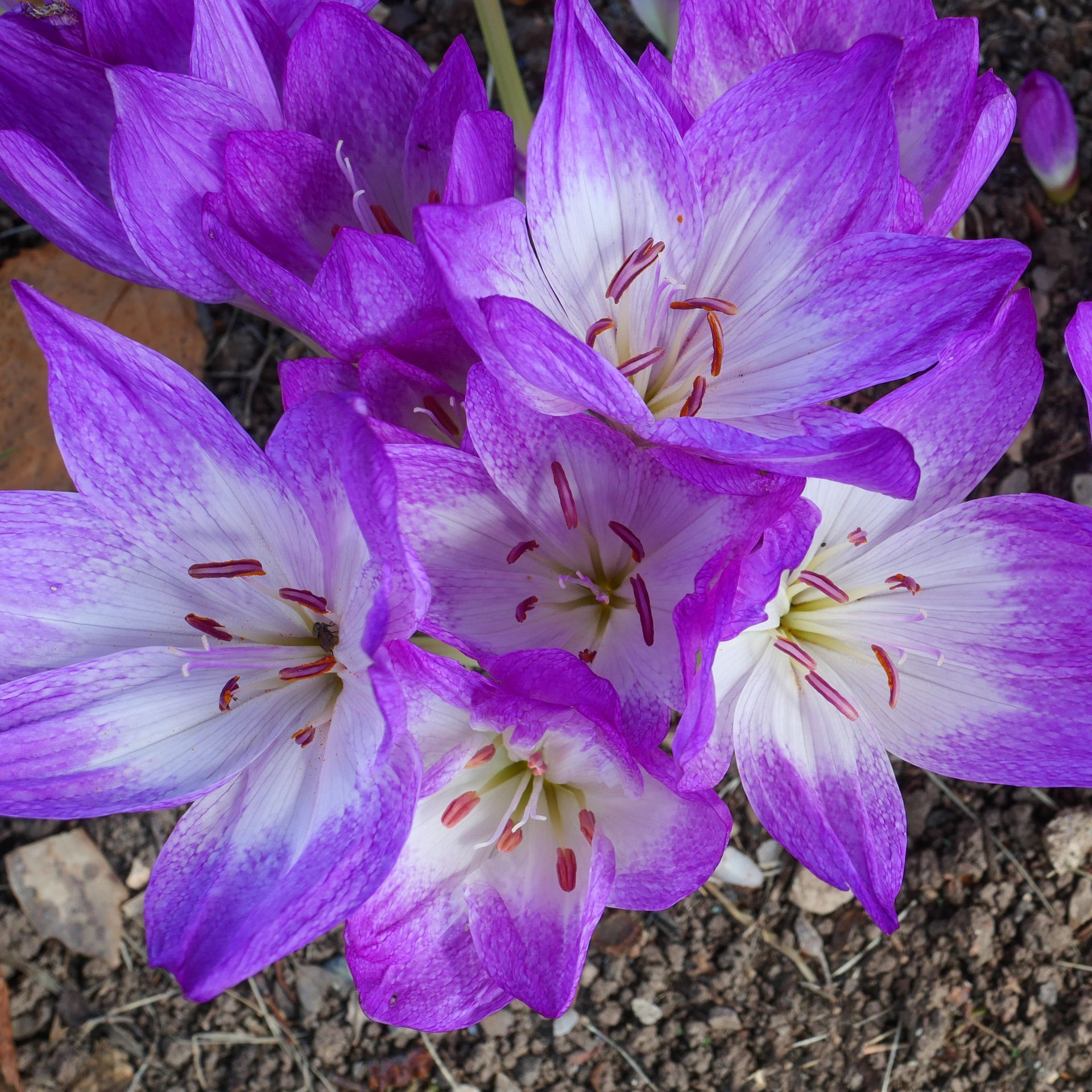 A close up of purple and white flowers on the ground