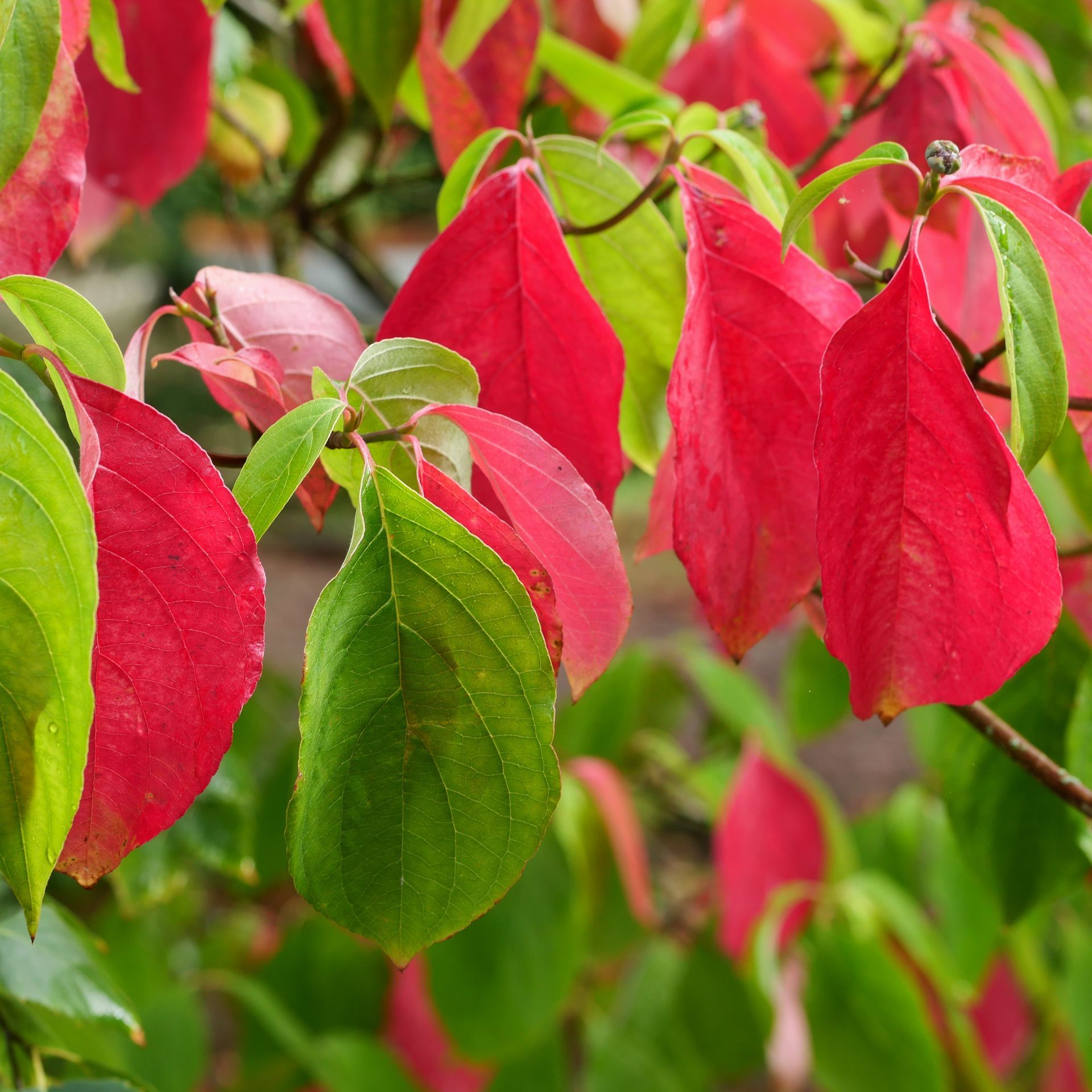 A tree with red leaves and green leaves