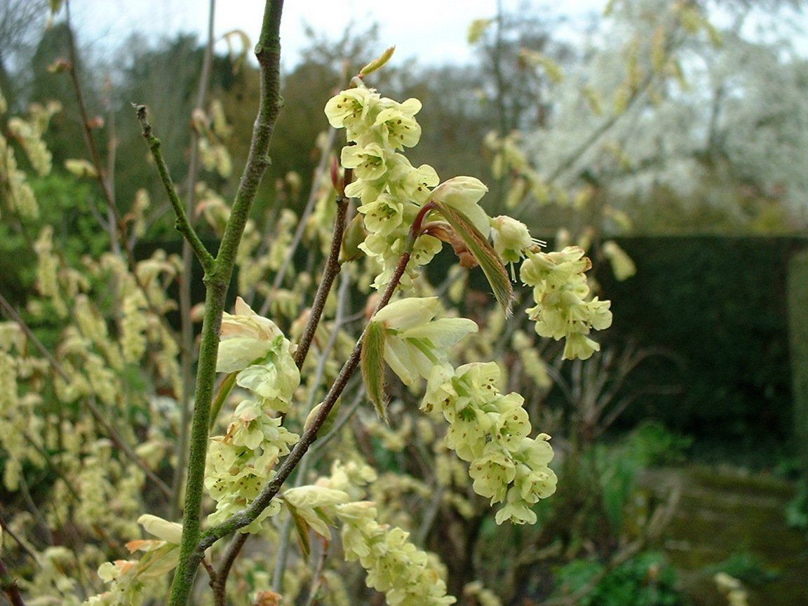 A close up of a plant with yellow flowers and green leaves.