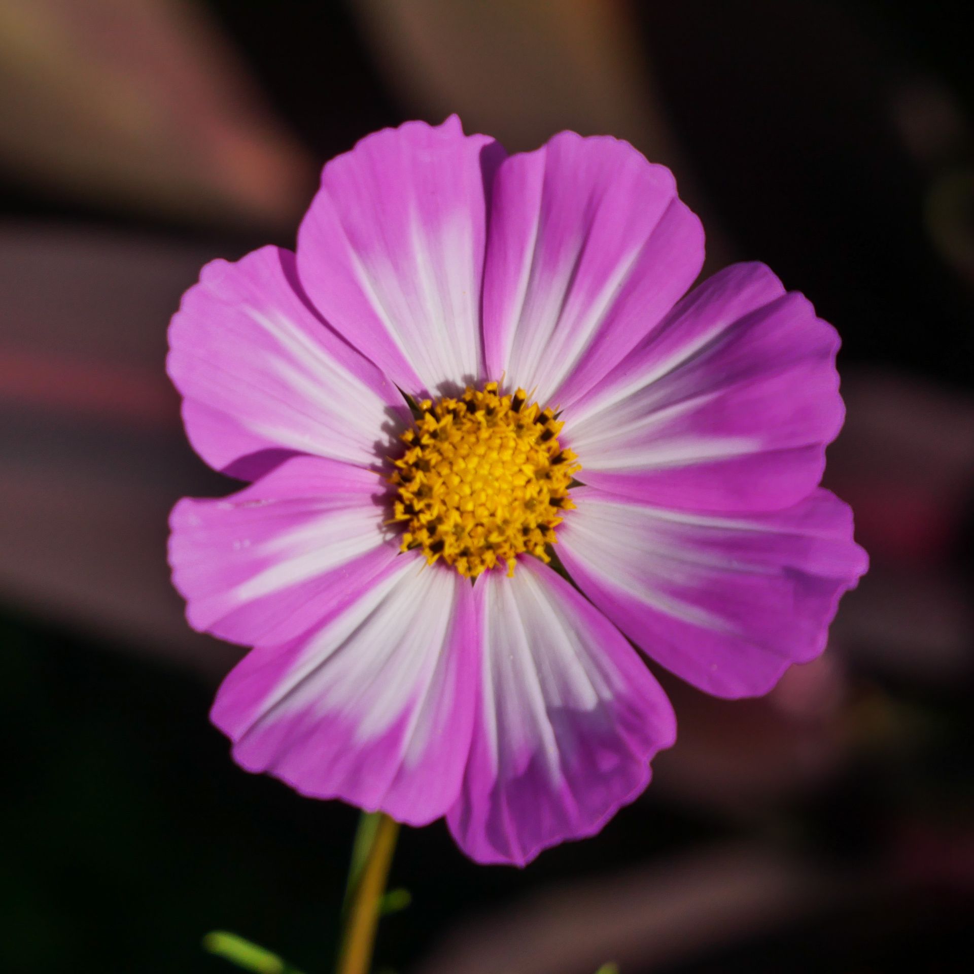 A close up of a purple and white flower with a yellow center