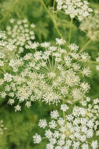 A close up of a plant with white flowers