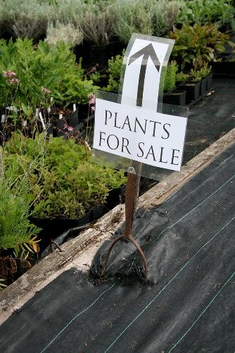 A sign that says plants for sale is in front of a row of potted plants.