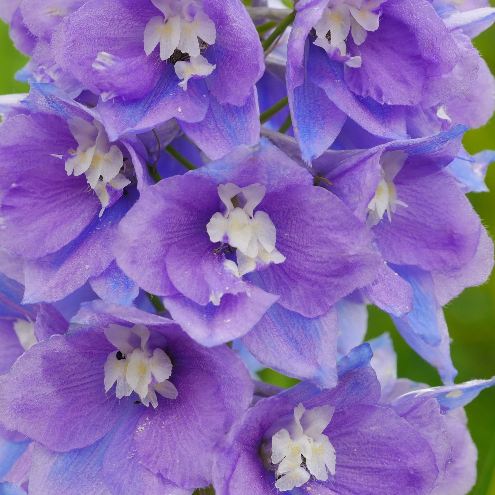 A bunch of purple and blue flowers with white centers