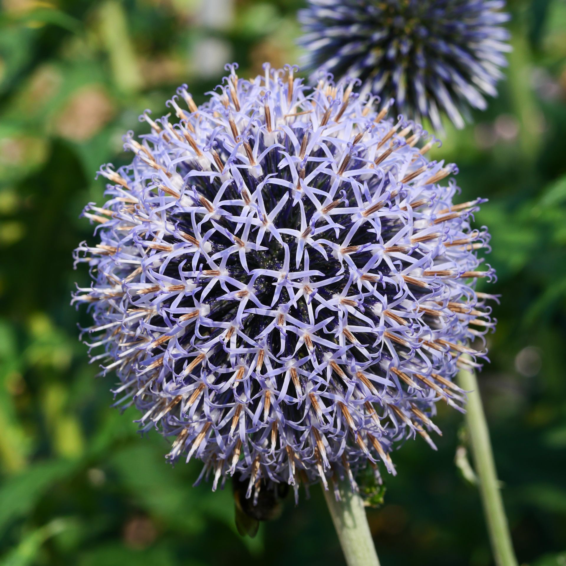 A close up of a purple flower with a green background